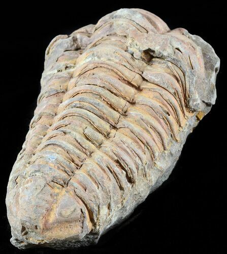 Calymene Trilobite From Morocco - Large Size #49671